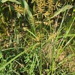 Cyperus esculentusKvet