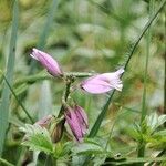 Polygala monspeliaca 花