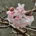 Viburnum × bodnantense Žiedas