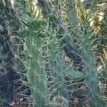 Austrocylindropuntia cylindricaFoglia