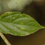 Goupia glabra 葉