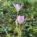 Colchicum lusitanum 花