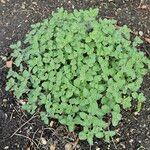 Nepeta × faassenii Habitus