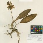 Aganisia fimbriata