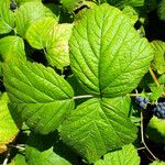 Rubus caesius Levél