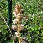Orobanche caryophyllacea Fiore