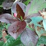 Euphorbia umbellata Лист