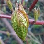 Cornus sericea পাতা