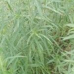 Artemisia dracunculus Yaprak