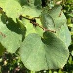 Cercis occidentalis Hostoa