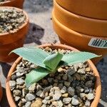 Agave havardiana 叶