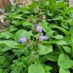 Salvia officinalisFlower