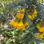 Sophora denudata Flor