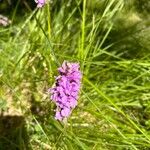 Dactylorhiza majalisŽiedas