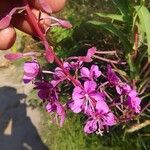 Epilobium angustifoliumFlor