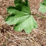 Malva pusilla Hoja