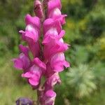 Antirrhinum australeFlor