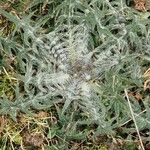 Cirsium ferox Leaf