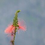 Calliandra houstoniana 花