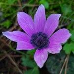 Anemone pavoniana Λουλούδι