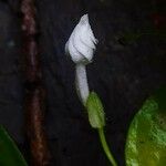 Thunbergia fragrans Blomma