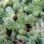 Sedum compactum Liść