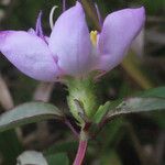 Heterotis decumbens 花