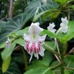 Impatiens grandis Flower