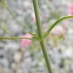 Centranthus angustifolius Rhisgl