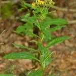 Senecio nemorensis Blad