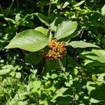 Viburnum lantana পাতা