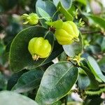 Eugenia uniflora Fruit