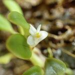 Dendrobium funiforme