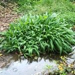 Setaria palmifolia Blatt