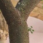 Ceiba chodatii Bark