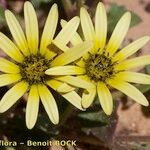Arctotheca calendula Cvijet
