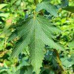 Hibiscus striatus Leaf