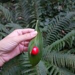 Ruscus hypoglossum Fulla