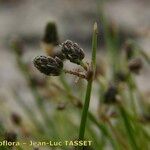 Isolepis setacea 花