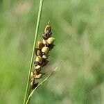 Carex panicea Цвят