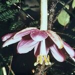 Passiflora coactilis Flower