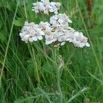 Achillea ptarmicaBlodyn