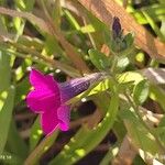 Petunia integrifolia Žiedas