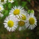 Erigeron strigosus Mosusu