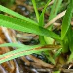 Axonopus fissifolius Leaf