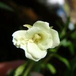 Epilobium luteum Květ