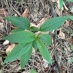 Mercurialis perennis Hoja