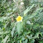 Pavonia sepium Kwiat