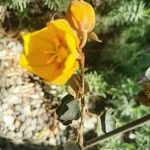 Fremontodendron californicum Bark