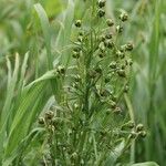 Artemisia sinanensis Flor